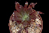  (Echeveria aurantiaca - JE-5580)  @11 [ ] CreativeCommons  Attribution Non-Commercial (by-nc) (2018) Luis Emilio de la Cruz López Universidad Nacional Autonoma de Mexico, UNAM