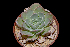  (Echeveria juarezensis - JE-6096)  @11 [ ] CreativeCommons  Attribution Non-Commercial (by-nc) (2018) Luis Emilio de la Cruz López Universidad Nacional Autonoma de Mexico, UNAM