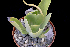  (Echeveria pallida - JE-6745-2)  @11 [ ] CreativeCommons - Attribution Share-Alike (2018) Luis Emilio de la Cruz Universidad Nacional Autonoma de Mexico