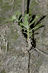  (Echeveria waltheri - JE-6776)  @11 [ ] CreativeCommons - Attribution Share-Alike (2018) Luis Emilio de la Cruz Universidad Nacional Autonoma de Mexico