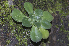  (Echeveria montana - JE-7249)  @11 [ ] CreativeCommons - Attribution Share-Alike (2018) Luis Emilio de la Cruz Universidad Nacional Autonoma de Mexico