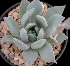  (Echeveria cuspidata var. cuspidata - JE-7685-3)  @11 [ ] CreativeCommons  Attribution Non-Commercial (2018) Universidad Nacional Autónoma de Mëxico UNAM