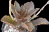  (Echeveria uxorium - JE-8202-2)  @11 [ ] CreativeCommons - Attribution Share-Alike (2018) Luis Emilio de la Cruz Universidad Nacional Autonoma de Mexico