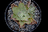  ( - JE-8570)  @11 [ ] CreativeCommons  Attribution Non-Commercial (by-nc) (2018) Luis Emilio de la Cruz López Universidad Nacional Autonoma de Mexico, UNAM