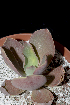  (Echeveria aff. gigantea - JE-8740-2)  @11 [ ] CreativeCommons - Attribution Share-Alike (2018) Luis Emilio de la Cruz Universidad Nacional Autonoma de Mexico