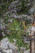  (Echeveria aff. acutifolia - JE-8758-4)  @11 [ ] CreativeCommons - Attribution Share-Alike (2018) Luis Emilio de la Cruz Universidad Nacional Autonoma de Mexico