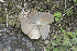  (Echeveria aff. gibbiflora - JE-8762)  @11 [ ] CreativeCommons - Attribution Share-Alike (2018) Luis Emilio de la Cruz Universidad Nacional Autonoma de Mexico