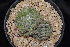  ( - JE-9092)  @11 [ ] CreativeCommons  Attribution Non-Commercial (by-nc) (2018) Luis Emilio de la Cruz López Universidad Nacional Autonoma de Mexico, UNAM
