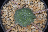  (Echeveria aff. Uhli - JE-9099)  @11 [ ] CreativeCommons  Attribution Non-Commercial (by-nc) (2018) Luis Emilio de la Cruz López Universidad Nacional Autonoma de Mexico, UNAM