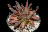  (Echeveria sp - JE-8031-3)  @11 [ ] CreativeCommons - Attribution Share-Alike (2019) Luis Emilio de la Cruz Universidad Nacional Autonoma de Mexico