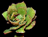  (Echeveria quitensis var. sprucei - GAS-2017)  @11 [ ] CreativeCommons - Attribution Share-Alike (2019) Unspecified Universidad Nacional Autonoma de Mexico