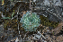  (Echeveria hyalina - OZ-216)  @11 [ ] CreativeCommons - Attribution Share-Alike (2018) Luis Emilio de la Cruz Universidad Nacional Autonoma de Mexico