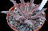  (Echeveria schaffneri - JE-5029)  @11 [ ] CreativeCommons - Attribution Share-Alike (2019) Unspecified Universidad Nacional Autonoma de Mexico