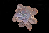  (Echeveria aff. guerrerensis - JE-8240)  @11 [ ] CreativeCommons - Attribution Share-Alike (2019) Unspecified Universidad Nacional Autonoma de Mexico