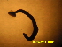  (Zeylanicobdella - Fish Leech 1)  @11 [ ] Copyright (2012) Rajiv USM