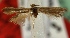  (Scythris digitibasella - KN00069)  @13 [ ] CreativeCommons - Attribution Non-Commercial (2012) Marko Mutanen University of Oulu
