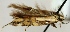  (Aristotelia calastomella - KN00114)  @13 [ ] CreativeCommons - Attribution Non-Commercial (2012) Marko Mutanen University of Oulu