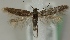  (Scythris felixi - KN00222)  @14 [ ] CreativeCommons - Attribution Non-Commercial (2012) Marko Mutanen University of Oulu