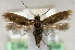  (Scythris cicadella - MM20634)  @13 [ ] No Rights Reserved (2011) Marko Mutanen University of Oulu