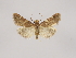  (Pyralis perversalis - MM26361)  @13 [ ] CreativeCommons - Attribution Non-Commercial (2020) Marko Mutanen University of Oulu