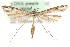  (Stenoptilia islandicus - MM00096)  @14 [ ] CreativeCommons - Attribution (2010) Unspecified Centre for Biodiversity Genomics