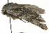  ( - MM01614)  @12 [ ] CreativeCommons - Attribution (2010) Unspecified Centre for Biodiversity Genomics