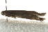  ( - MM02660)  @12 [ ] CreativeCommons - Attribution (2010) Unspecified Centre for Biodiversity Genomics