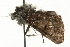  ( - MM04109)  @13 [ ] CreativeCommons - Attribution (2010) Unspecified Centre for Biodiversity Genomics