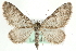  ( - MM04113)  @14 [ ] CreativeCommons - Attribution (2010) Unspecified Centre for Biodiversity Genomics