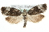  ( - MM04178)  @11 [ ] CreativeCommons - Attribution (2010) Unspecified Centre for Biodiversity Genomics