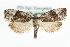  ( - MM04179)  @14 [ ] CreativeCommons - Attribution (2010) Unspecified Centre for Biodiversity Genomics