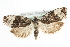  ( - MM04180)  @14 [ ] CreativeCommons - Attribution (2010) Unspecified Centre for Biodiversity Genomics