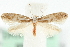  ( - MM09726)  @15 [ ] CreativeCommons - Attribution (2010) Unspecified Centre for Biodiversity Genomics