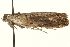  ( - MM01958)  @12 [ ] CreativeCommons - Attribution (2010) Unspecified Centre for Biodiversity Genomics