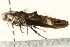  ( - MM02653)  @12 [ ] CreativeCommons - Attribution (2010) Unspecified Centre for Biodiversity Genomics