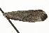  ( - MM03148)  @12 [ ] CreativeCommons - Attribution (2010) Unspecified Centre for Biodiversity Genomics