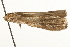  ( - MM00452)  @12 [ ] CreativeCommons - Attribution (2010) Unspecified Centre for Biodiversity Genomics
