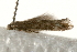  ( - MM00548)  @12 [ ] CreativeCommons - Attribution (2010) Unspecified Centre for Biodiversity Genomics