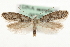  ( - MM00705)  @13 [ ] CreativeCommons - Attribution (2010) Unspecified Centre for Biodiversity Genomics