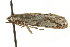  ( - MM02301)  @13 [ ] CreativeCommons - Attribution (2010) Unspecified Centre for Biodiversity Genomics