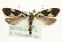  (Ethmia quadrillella - MM02370)  @14 [ ] CreativeCommons - Attribution (2010) Unspecified Centre for Biodiversity Genomics