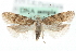  (Pseudotelphusa paripunctella - MM03898)  @15 [ ] CreativeCommons - Attribution (2010) Unspecified Centre for Biodiversity Genomics