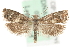  ( - MM03905)  @12 [ ] CreativeCommons - Attribution (2010) Unspecified Centre for Biodiversity Genomics