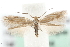  ( - MM03944)  @14 [ ] CreativeCommons - Attribution (2010) Unspecified Centre for Biodiversity Genomics