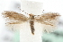  (Bucculatrix artemisiella - MM03946)  @14 [ ] CreativeCommons - Attribution (2010) Unspecified Centre for Biodiversity Genomics