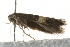  ( - MM03968)  @12 [ ] CreativeCommons - Attribution (2010) Unspecified Centre for Biodiversity Genomics