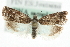 ( - MM04047)  @14 [ ] CreativeCommons - Attribution (2010) Unspecified Centre for Biodiversity Genomics