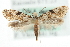  ( - MM04082)  @14 [ ] CreativeCommons - Attribution (2010) Unspecified Centre for Biodiversity Genomics