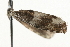  ( - MM03202)  @12 [ ] CreativeCommons - Attribution (2010) Unspecified Centre for Biodiversity Genomics