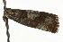  ( - MM03231)  @13 [ ] CreativeCommons - Attribution (2010) Unspecified Centre for Biodiversity Genomics